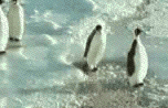 Nice Penguin?